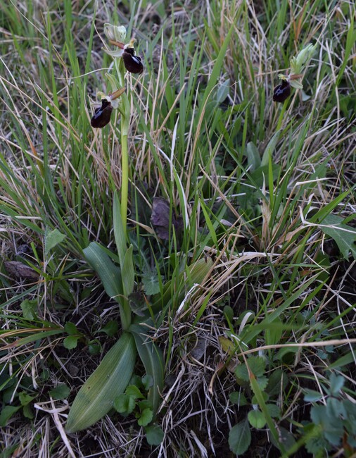 Le orchidee di Montisola (Lago d''Iseo)