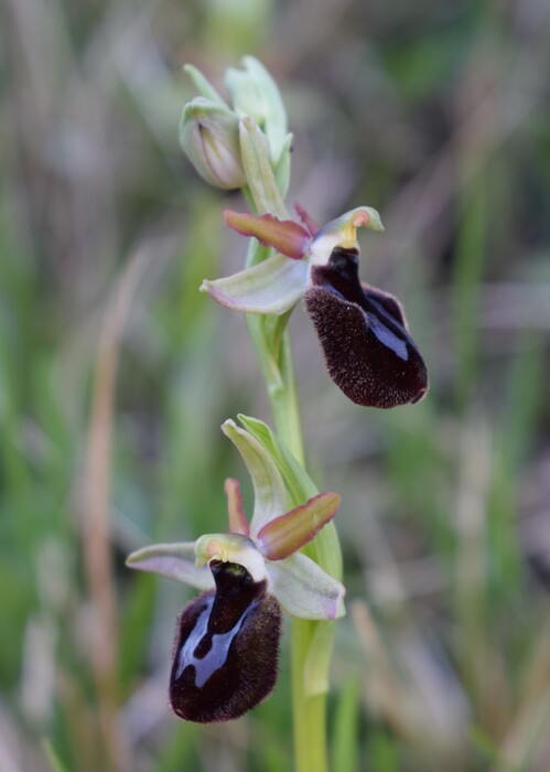 Le orchidee di Montisola (Lago d''Iseo)