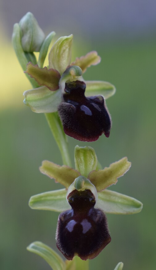 Le orchidee di Montisola (Lago d''Iseo)