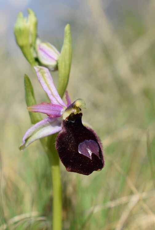 Le orchidee di Montisola (Lago d''Iseo)