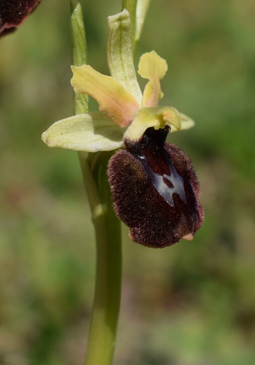 Le orchidee di Montisola (Lago d''Iseo)