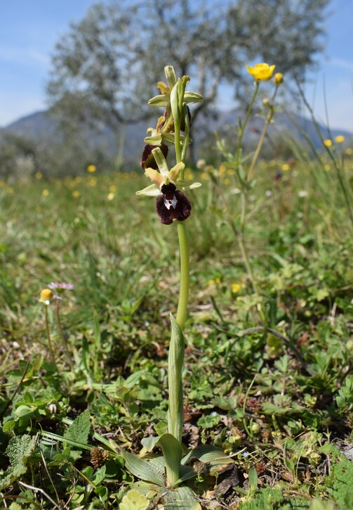 Le orchidee di Montisola (Lago d''Iseo)