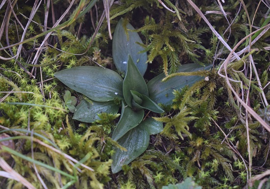 Le orchidee di Montisola (Lago d''Iseo)