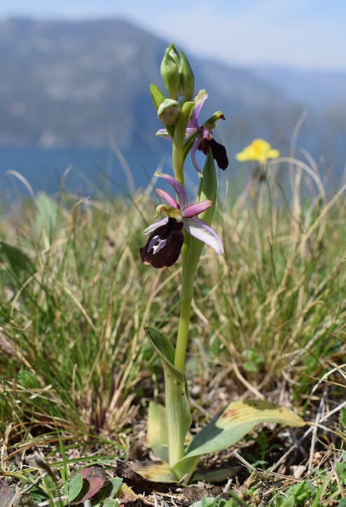 Le orchidee di Montisola (Lago d''Iseo)