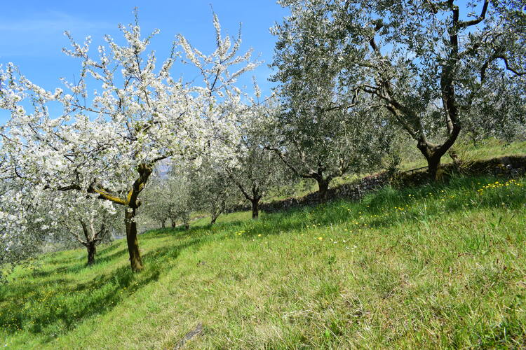 Le orchidee di Montisola (Lago d''Iseo)