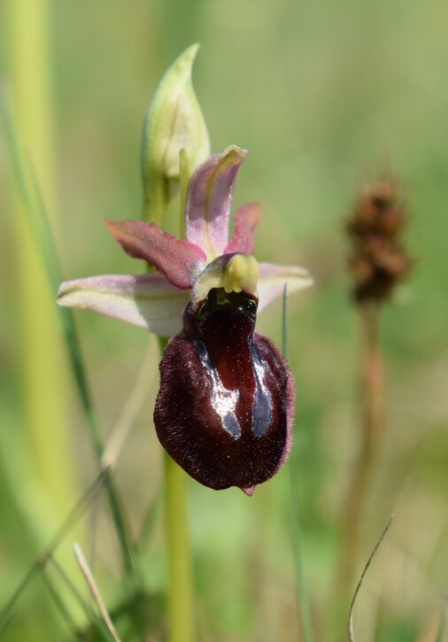 Le orchidee di Montisola (Lago d''Iseo)