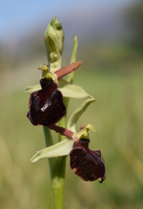 Le orchidee di Montisola (Lago d''Iseo)