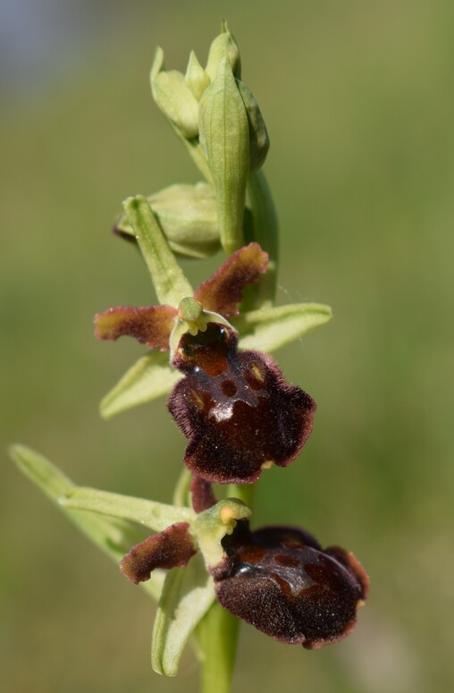 Le orchidee di Montisola (Lago d''Iseo)