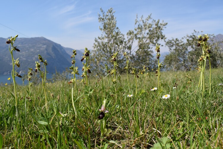 Le orchidee di Montisola (Lago d''Iseo)