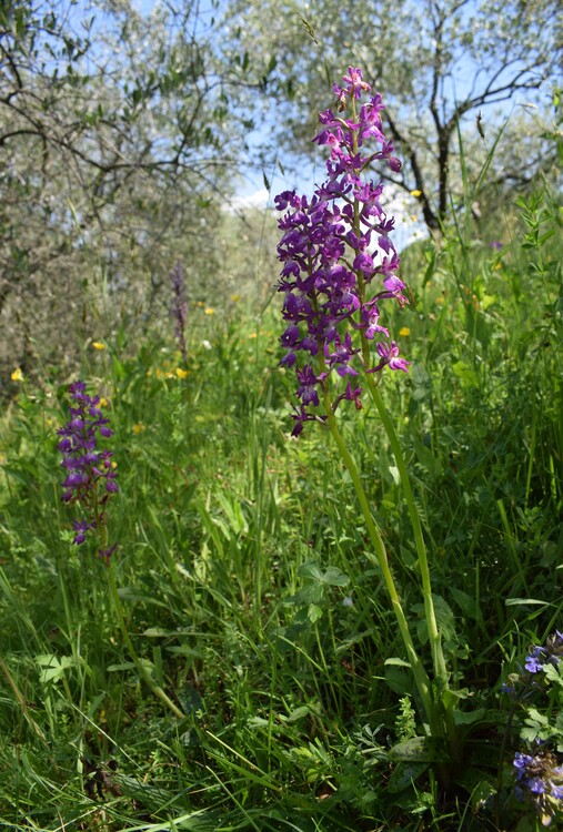 Le orchidee di Montisola (Lago d''Iseo)