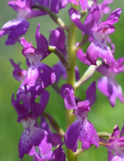 Le orchidee di Montisola (Lago d''Iseo)