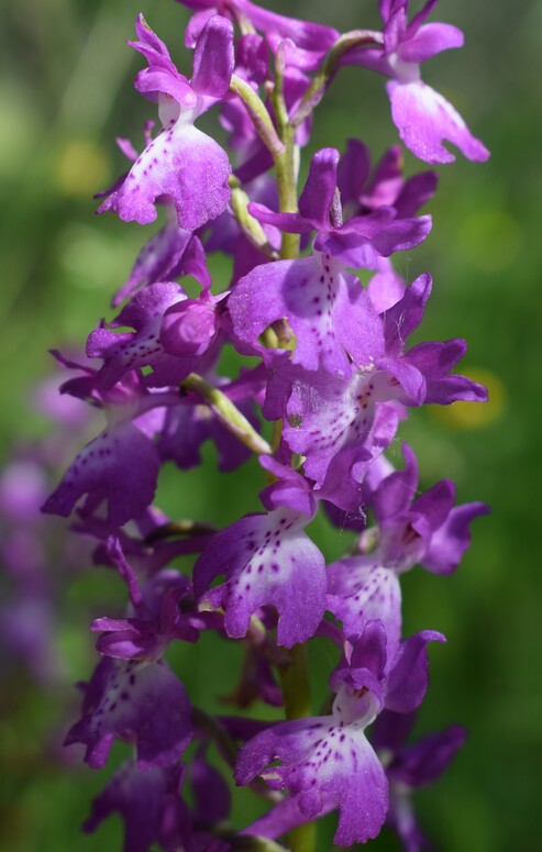 Le orchidee di Montisola (Lago d''Iseo)