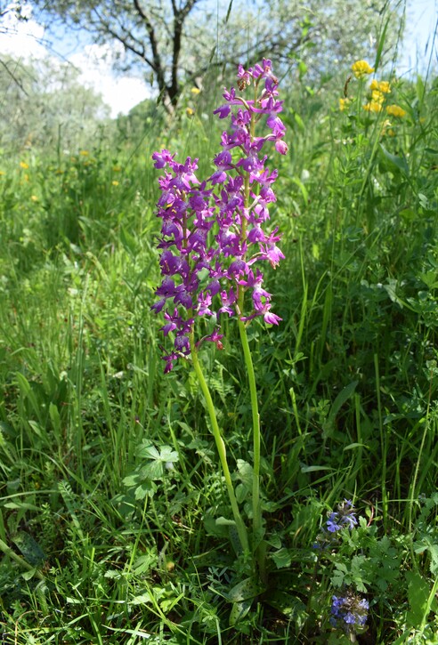 Le orchidee di Montisola (Lago d''Iseo)