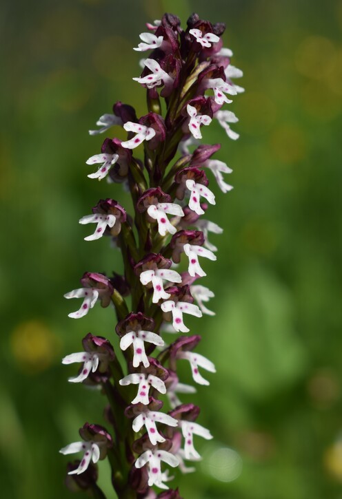 Le orchidee di Montisola (Lago d''Iseo)