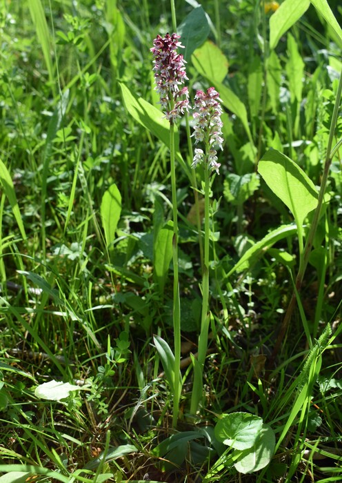 Le orchidee di Montisola (Lago d''Iseo)