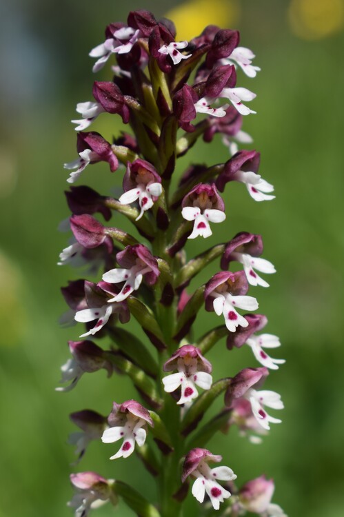 Le orchidee di Montisola (Lago d''Iseo)