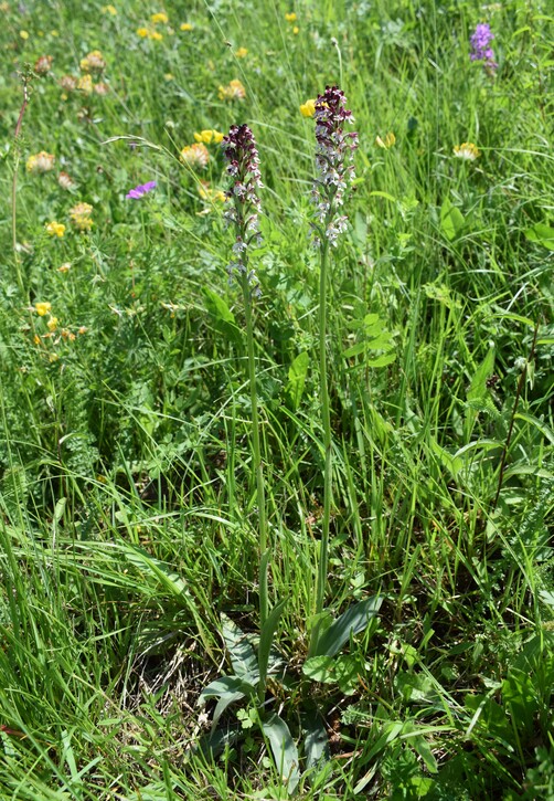 Le orchidee di Montisola (Lago d''Iseo)