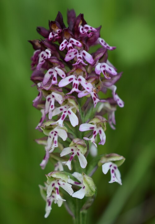 Le orchidee di Montisola (Lago d''Iseo)