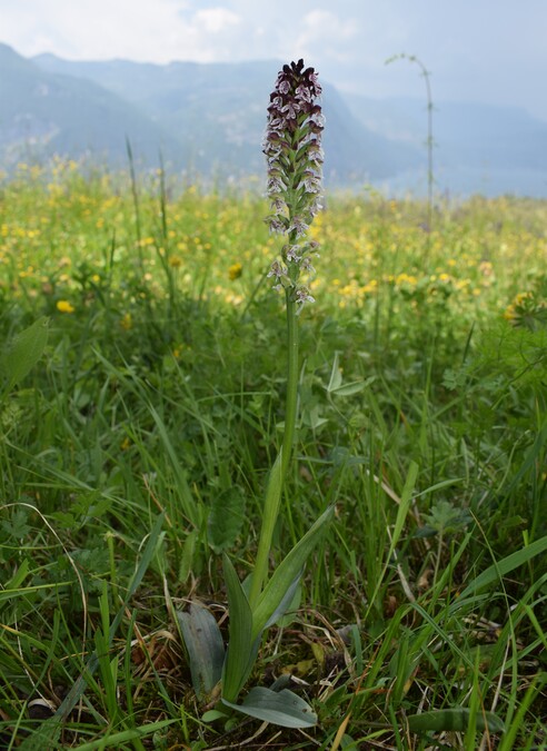 Le orchidee di Montisola (Lago d''Iseo)