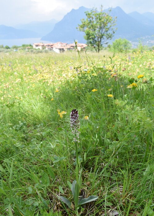 Le orchidee di Montisola (Lago d''Iseo)