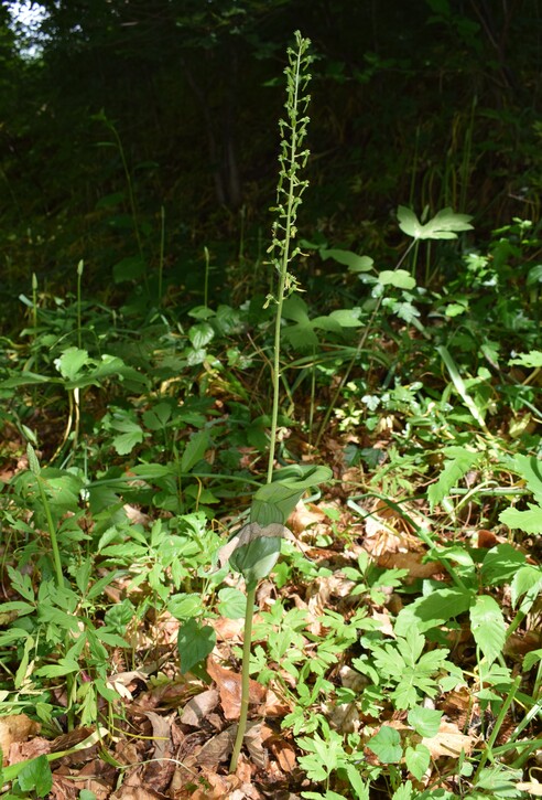 Le orchidee di Montisola (Lago d''Iseo)