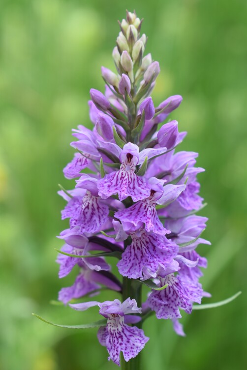 Le orchidee di Montisola (Lago d''Iseo)