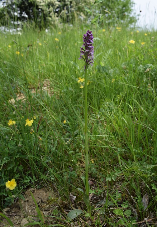 Le orchidee di Montisola (Lago d''Iseo)