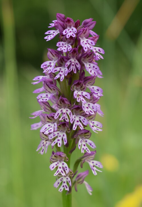 Le orchidee di Montisola (Lago d''Iseo)