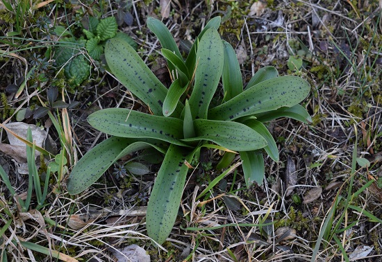 Le orchidee di Montisola (Lago d''Iseo)