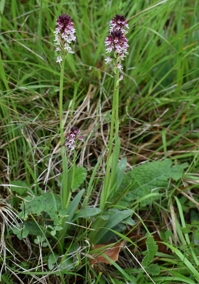 Le orchidee di Montisola (Lago d''Iseo)