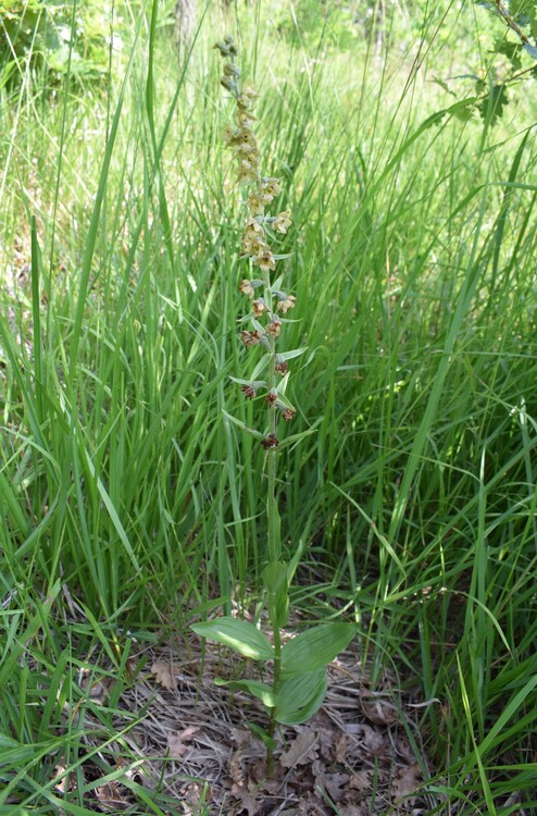 Pot-pourri d''Epipactis (Prealpi Bresciane)