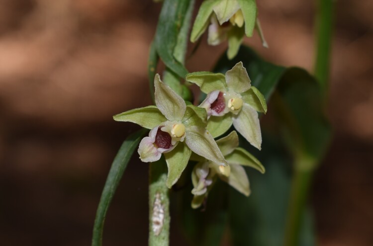 Pot-pourri d''Epipactis (Prealpi Bresciane)