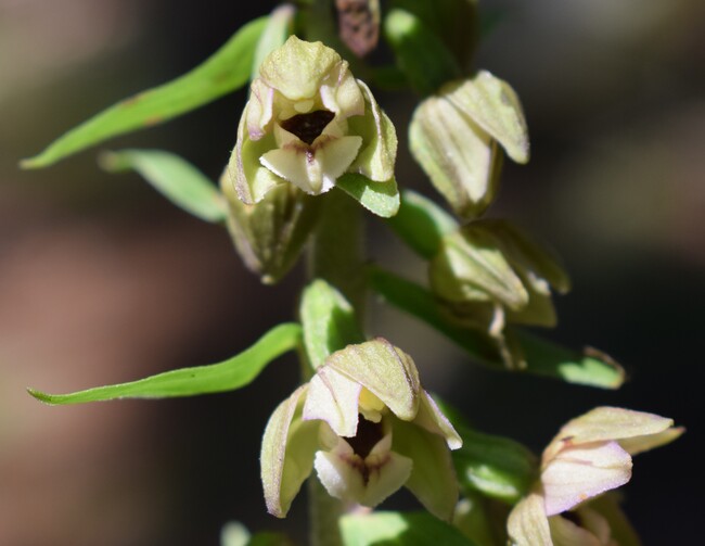 Pot-pourri d''Epipactis (Prealpi Bresciane)