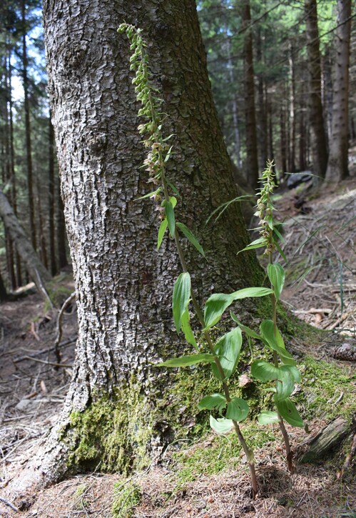 Pot-pourri d''Epipactis (Prealpi Bresciane)