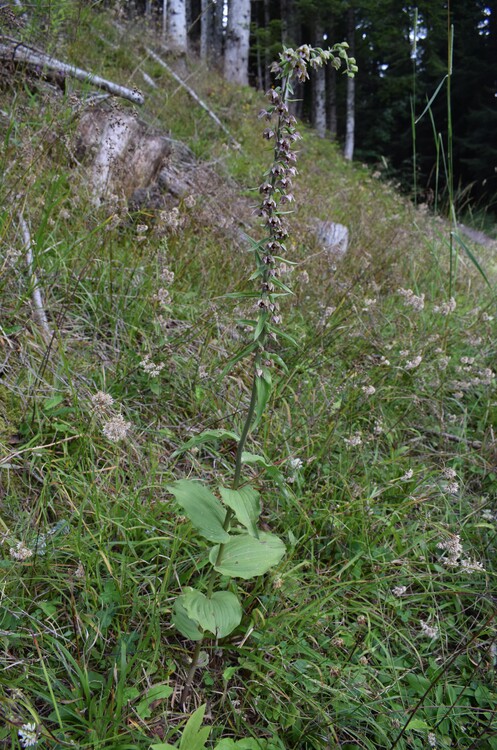 Pot-pourri d''Epipactis (Prealpi Bresciane)