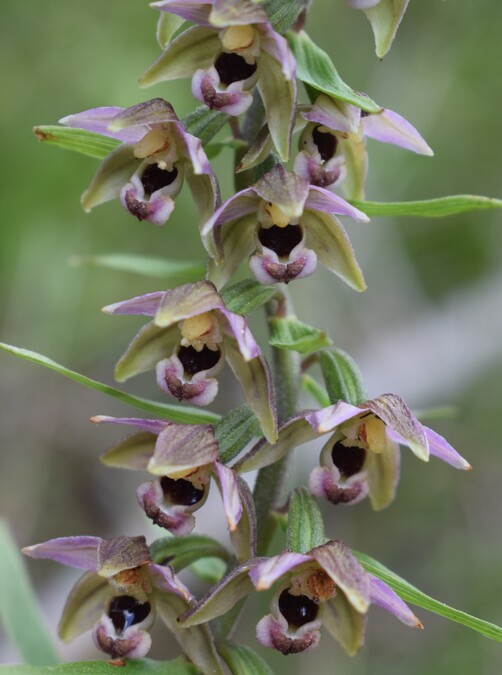 Pot-pourri d''Epipactis (Prealpi Bresciane)