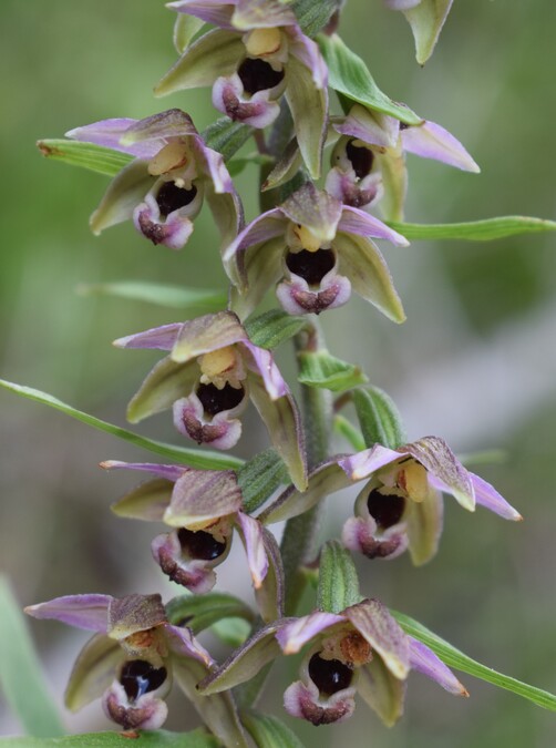 Pot-pourri d''Epipactis (Prealpi Bresciane)