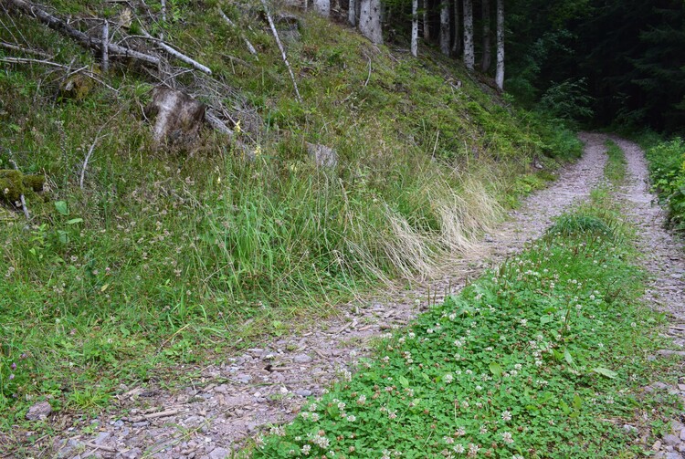 Pot-pourri d''Epipactis (Prealpi Bresciane)