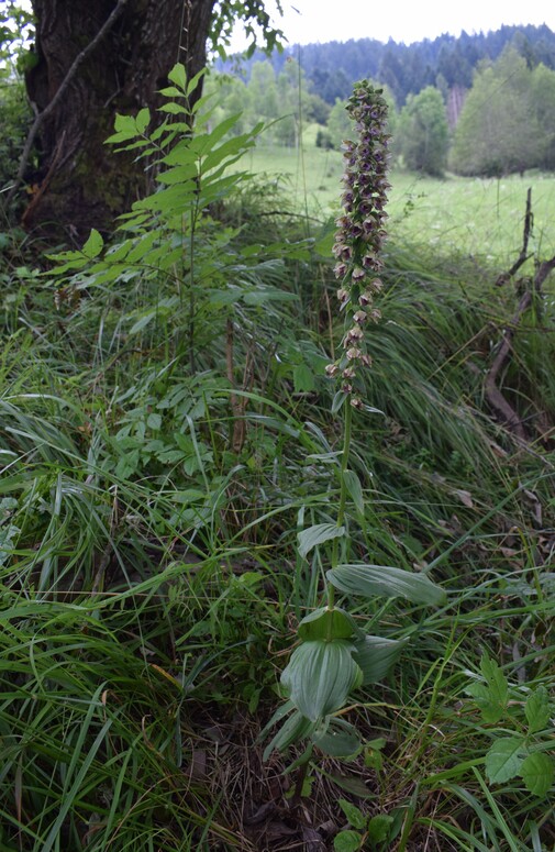 Pot-pourri d''Epipactis (Prealpi Bresciane)