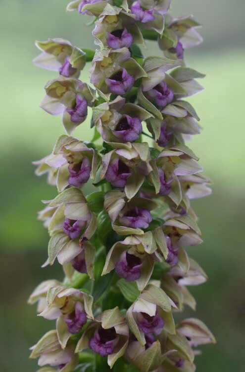 Pot-pourri d''Epipactis (Prealpi Bresciane)