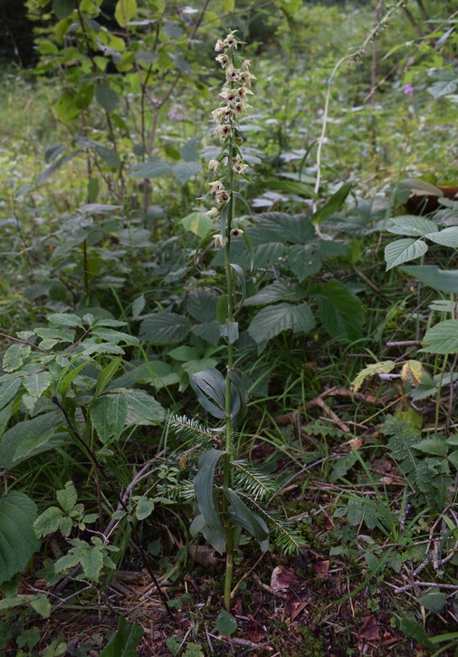 Pot-pourri d''Epipactis (Prealpi Bresciane)