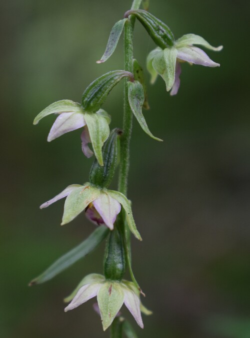 Pot-pourri d''Epipactis (Prealpi Bresciane)