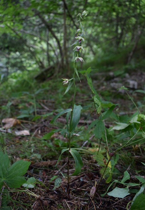 Pot-pourri d''Epipactis (Prealpi Bresciane)