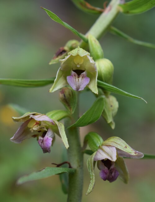 Pot-pourri d''Epipactis (Prealpi Bresciane)