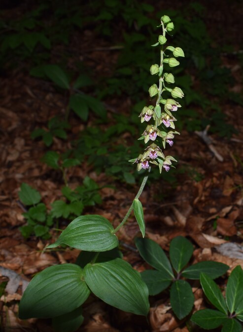 Pot-pourri d''Epipactis (Prealpi Bresciane)