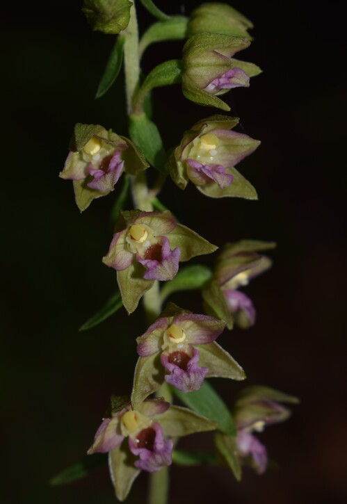 Pot-pourri d''Epipactis (Prealpi Bresciane)
