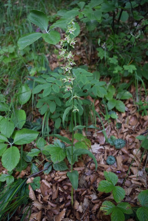 Pot-pourri d''Epipactis (Prealpi Bresciane)