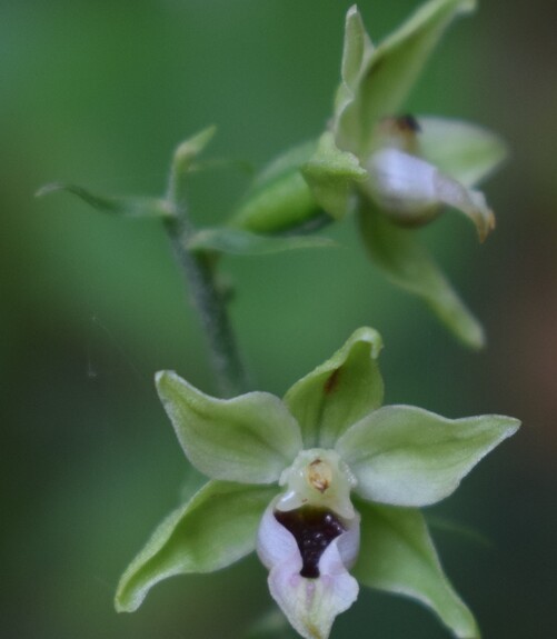 Pot-pourri d''Epipactis (Prealpi Bresciane)