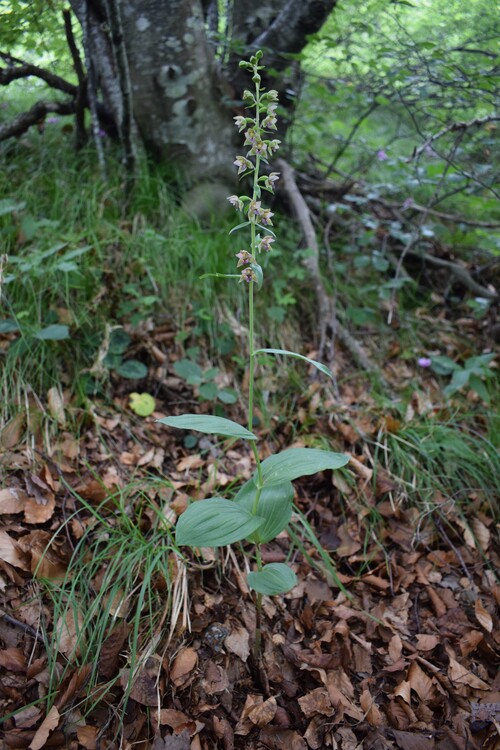 Pot-pourri d''Epipactis (Prealpi Bresciane)