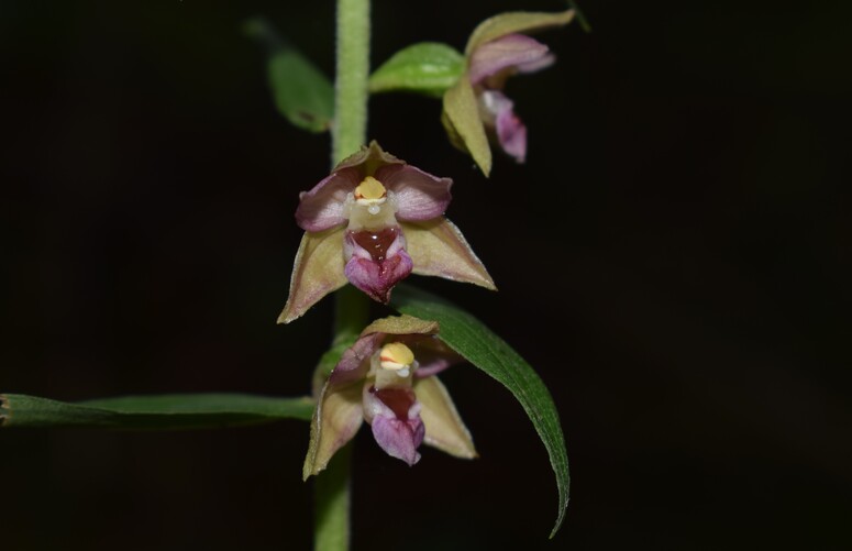 Pot-pourri d''Epipactis (Prealpi Bresciane)
